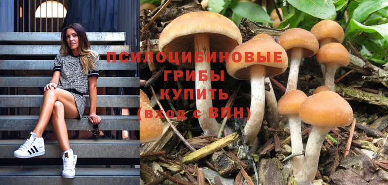 Галлюциногенные грибы Cubensis  где можно купить   Алатырь 